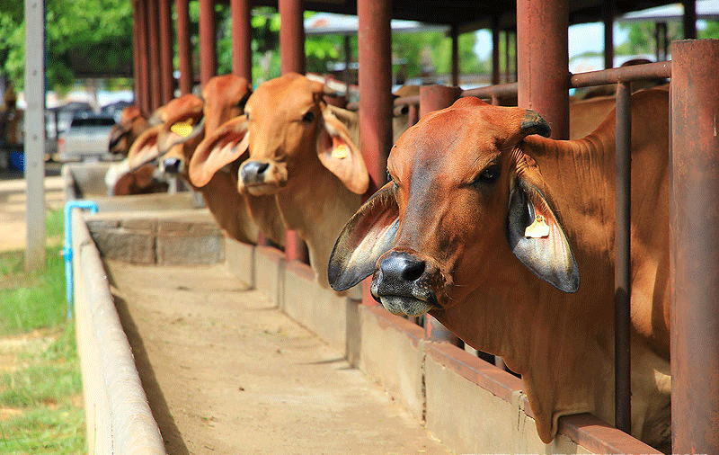 วัวกุรบาน ขาดแคลนหนัก ราคาพุ่งแตะราคา 35,000-50,000 บาท