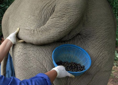 แพงที่สุดในโลก กาแฟขี้ช้างไทย กก. 34,000 บ.
