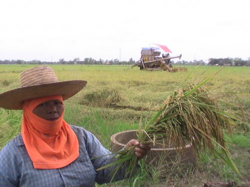 ชาวระโนดพลิกนากุ้งร้างกว่าแสนไร่ทำนาข้าว